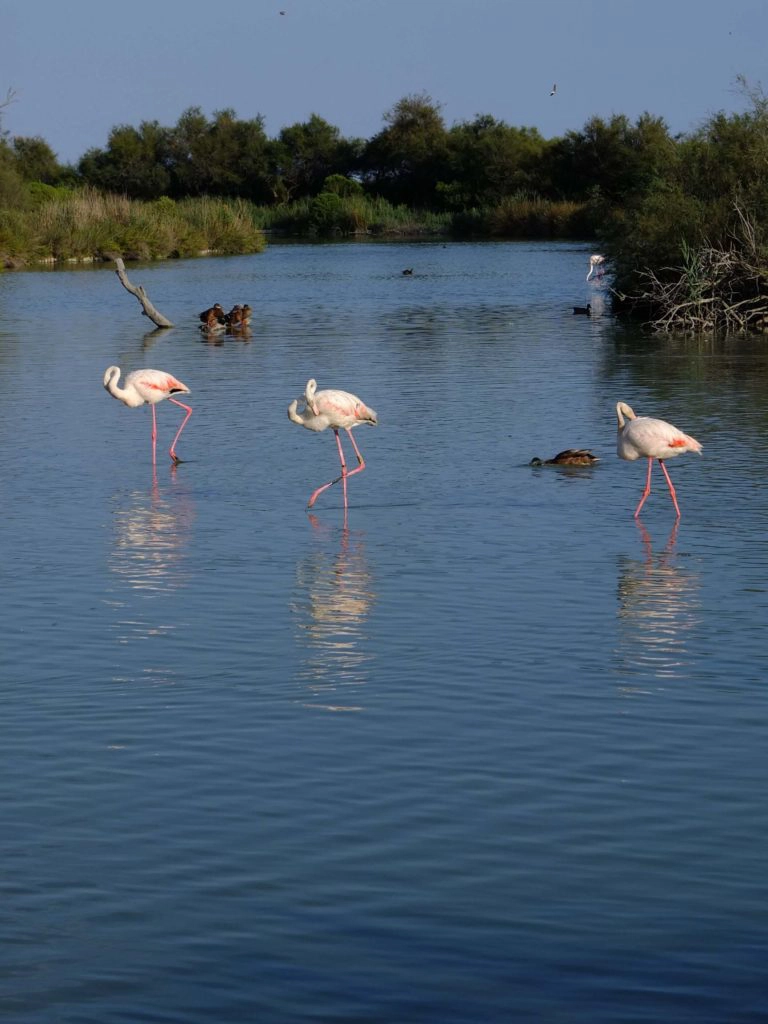 flamants roses camargue