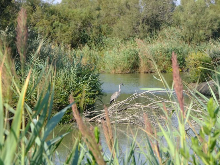 héron parc du pont de gau camargue