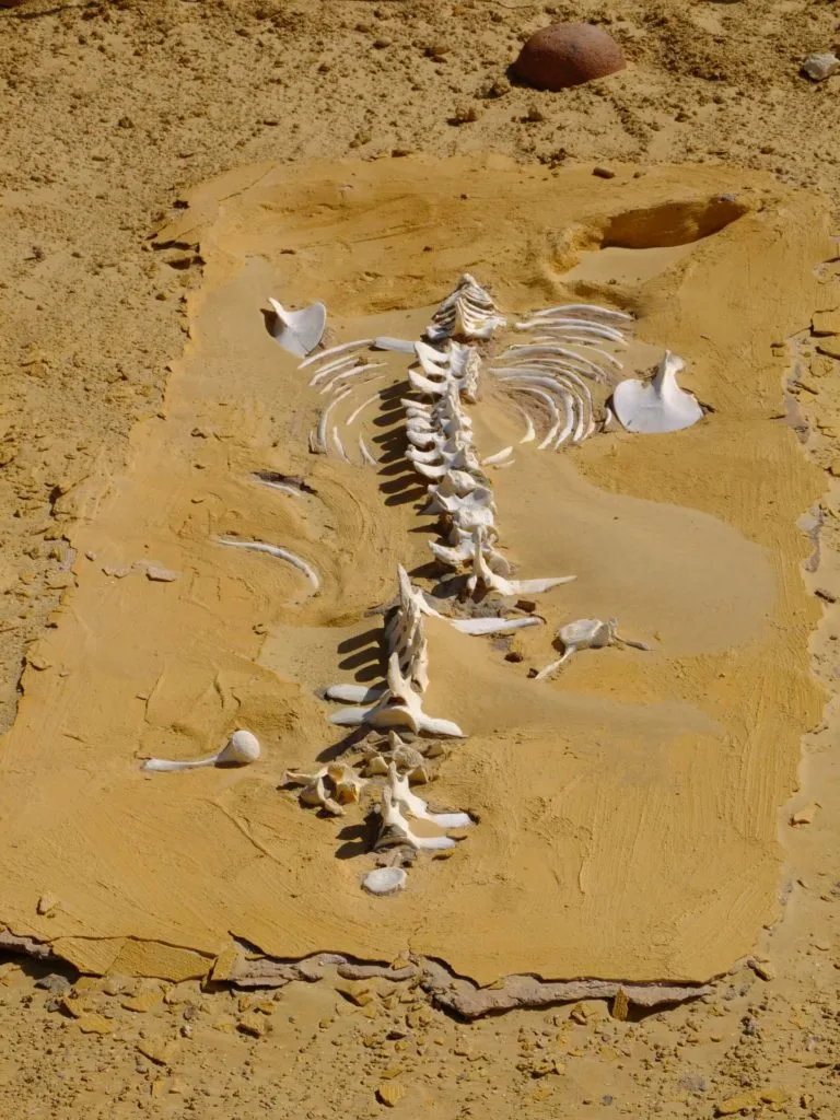wadi al hitan