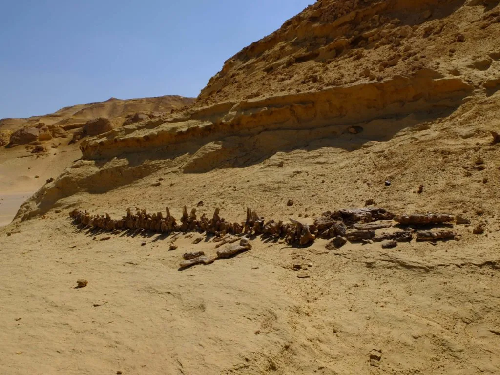 vallée des baleines egypte