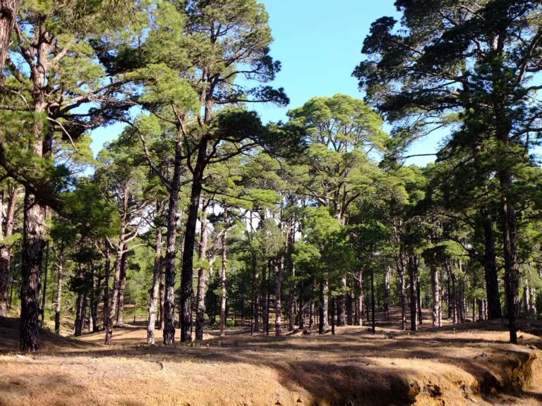el hierro forêt