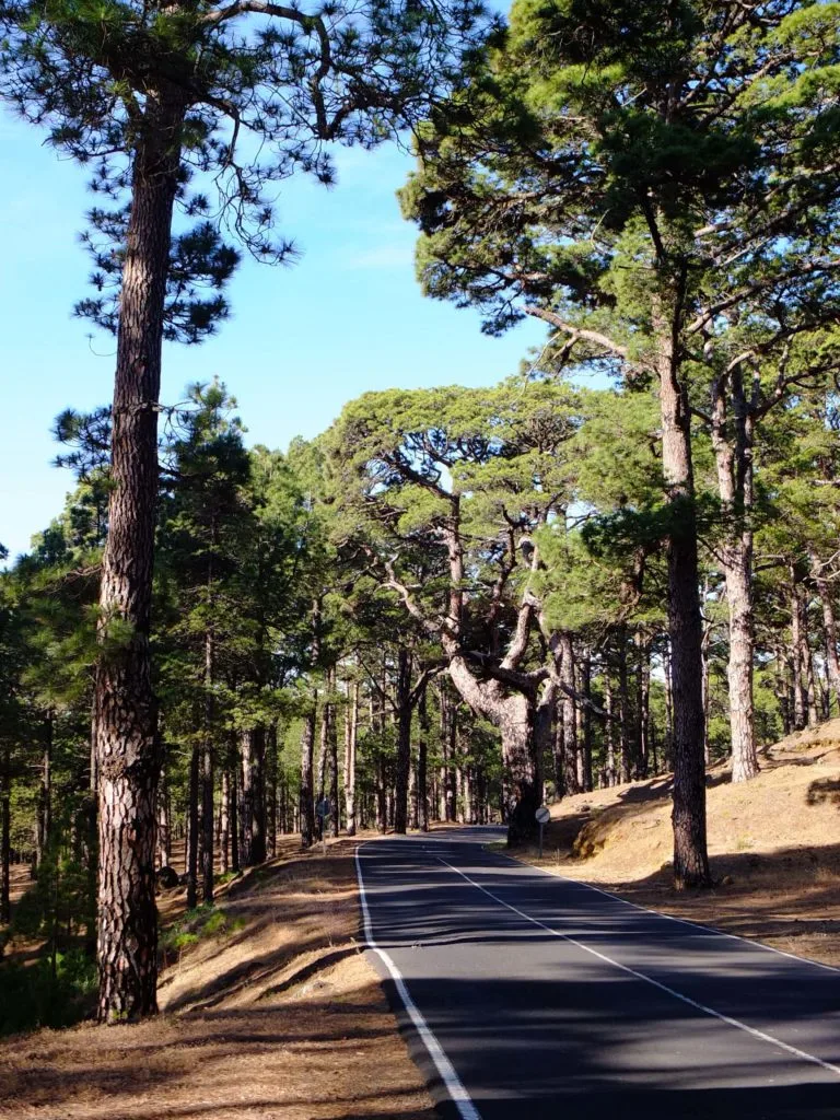 el hierro forêt