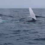baleines puerto lopez