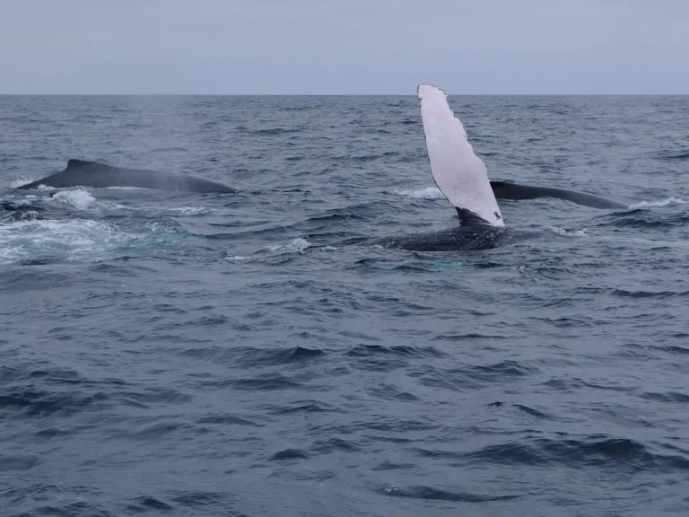 baleines puerto lopez