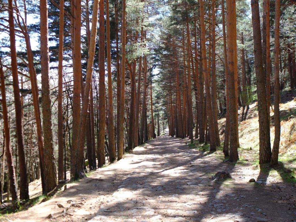 camino schmid