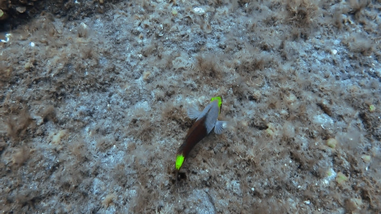 el hierro tacoron