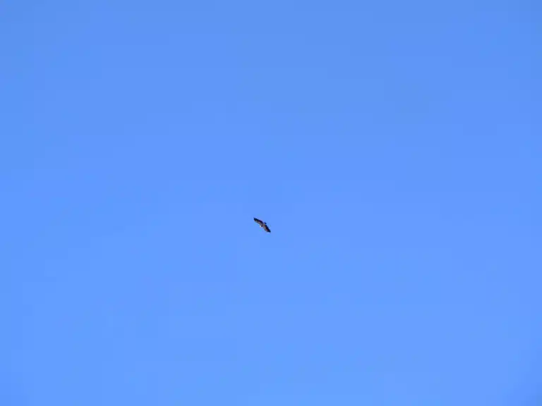 vautour randonnée cagire