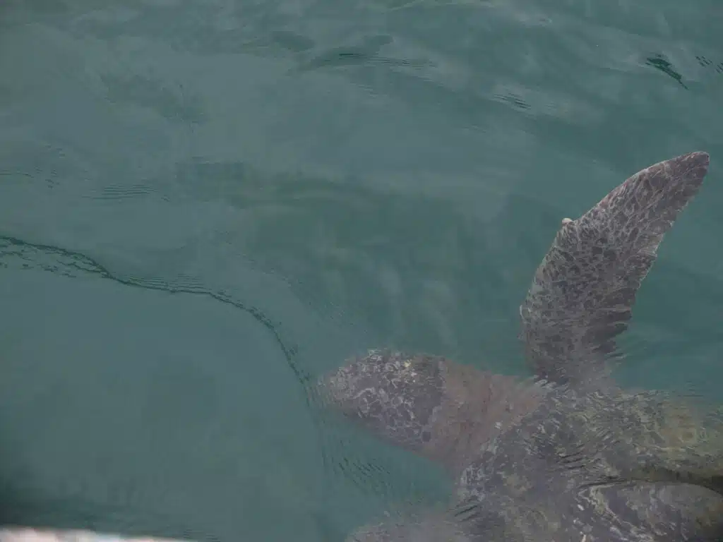 tortue isla de la plata snorkeling