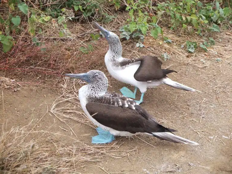 fous a pieds bleus isla de la plata