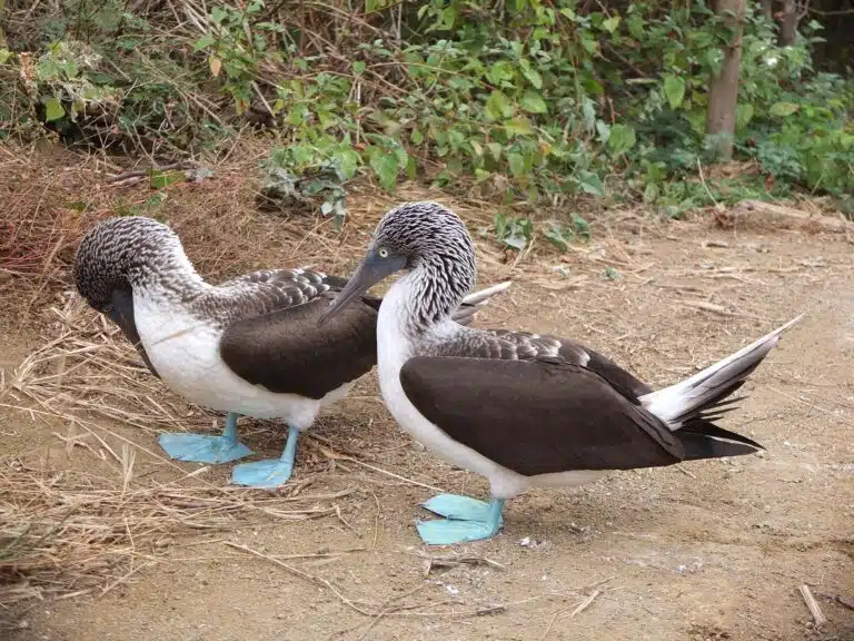 fous a pieds bleus isla de la plata