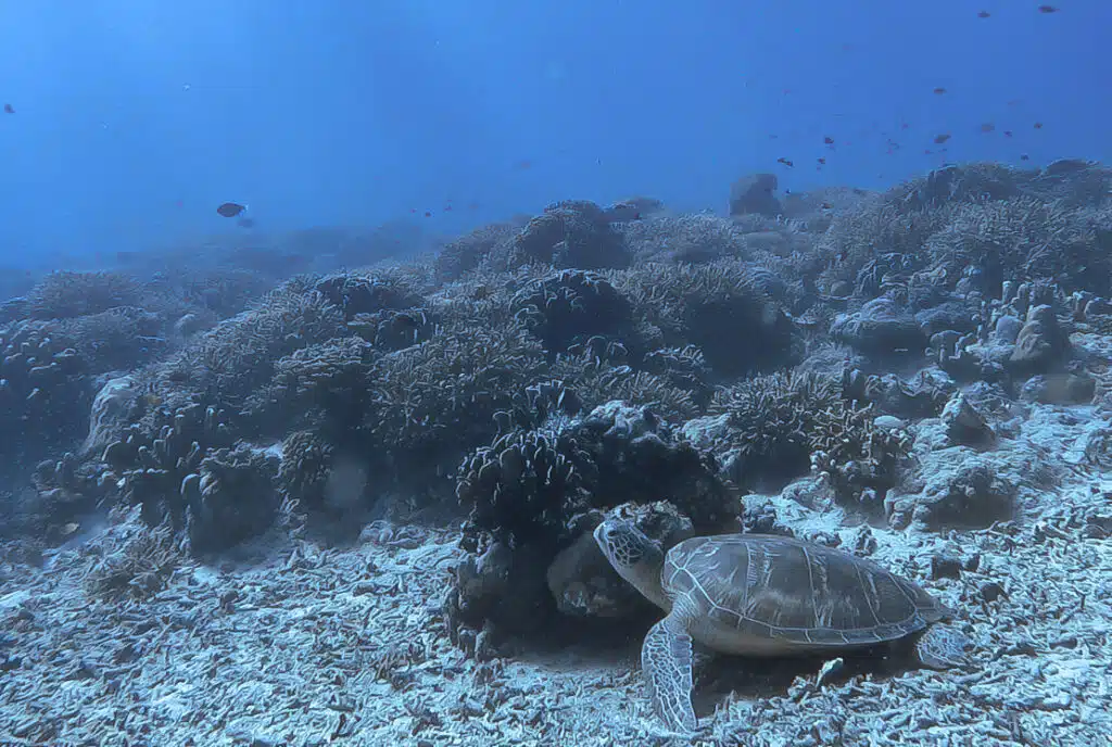plongee gili trawangan indonesie tortue