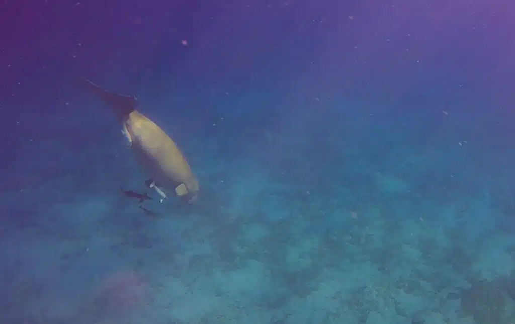 dugong marsa alam egypte