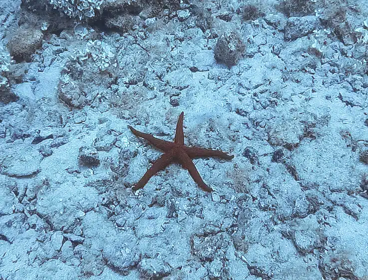 etoile de mer