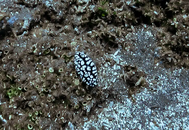 nudibranche indonésie