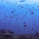 plongee komodo indonesie