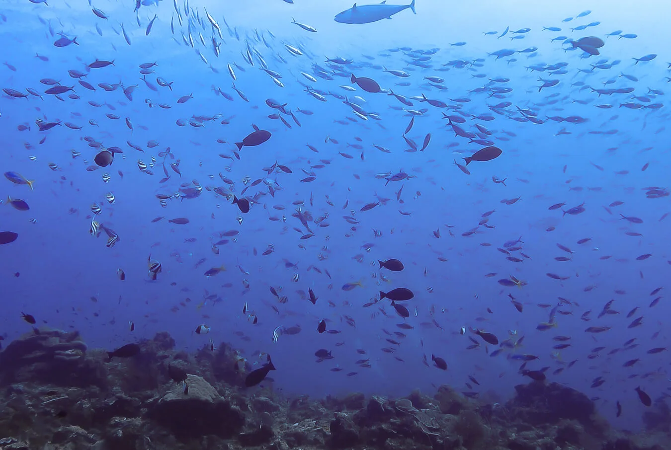 plongee komodo indonesie