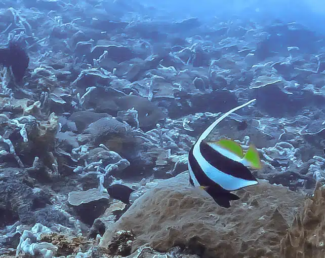 poisson idole