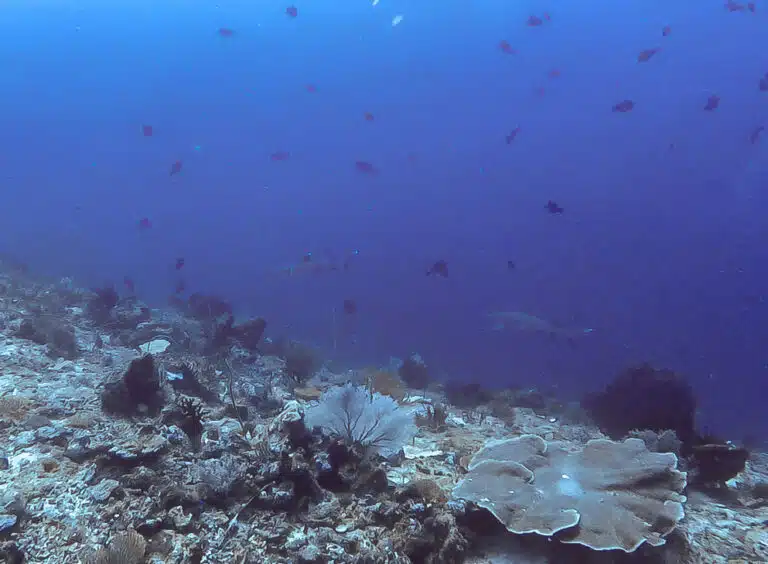 requin de récif komodo plongée indonesie