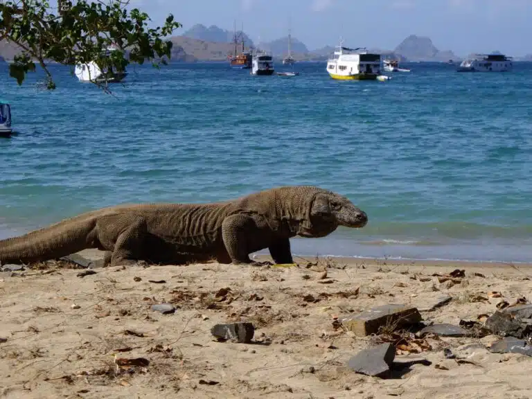 dragon de komodo indonésie