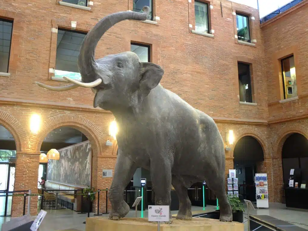 éléphant muséum de toulouse