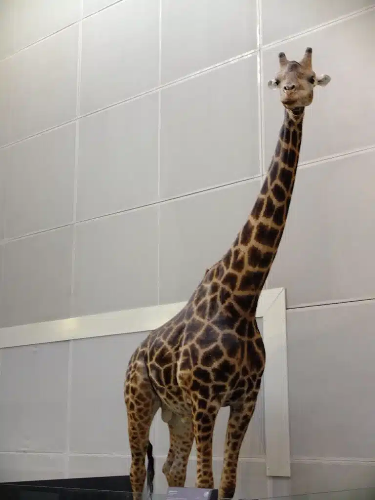 girafe museum toulouse