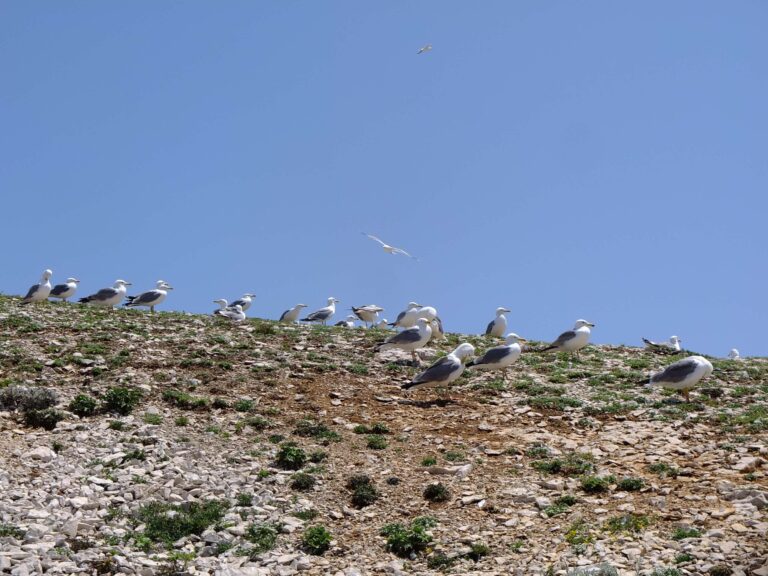 goelands gabians iles du frioul