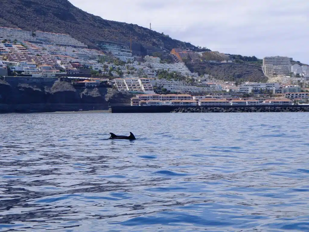 baleine pilote los gigantes