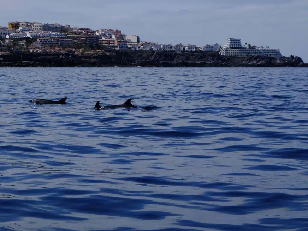 baleine pilote los gigantes