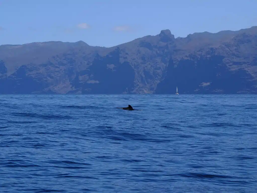 tenerife baleines