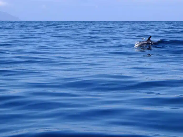 tenerife dauphin