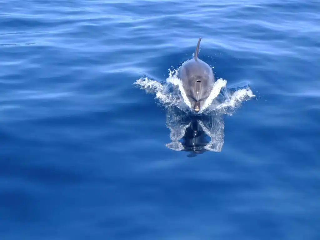 tenerife dauphin