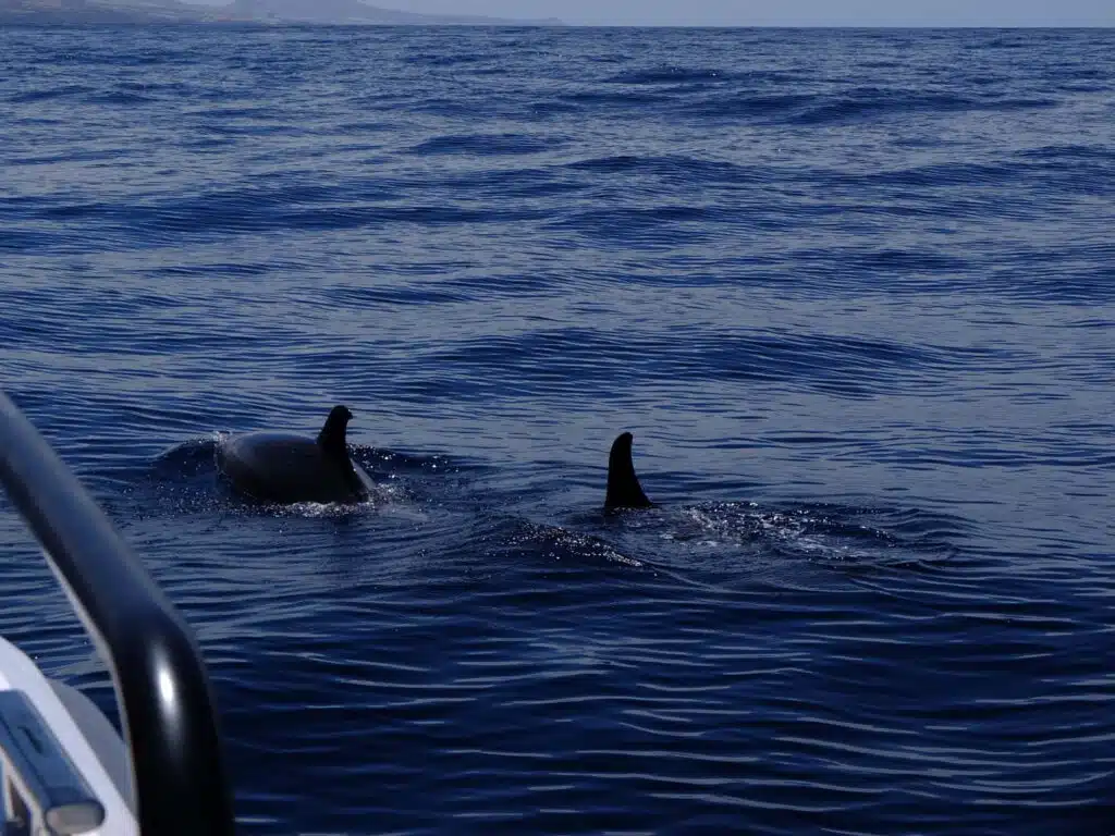 tenerife dauphin