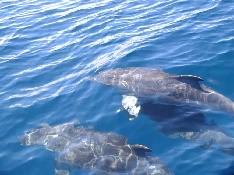 tenerife dauphin