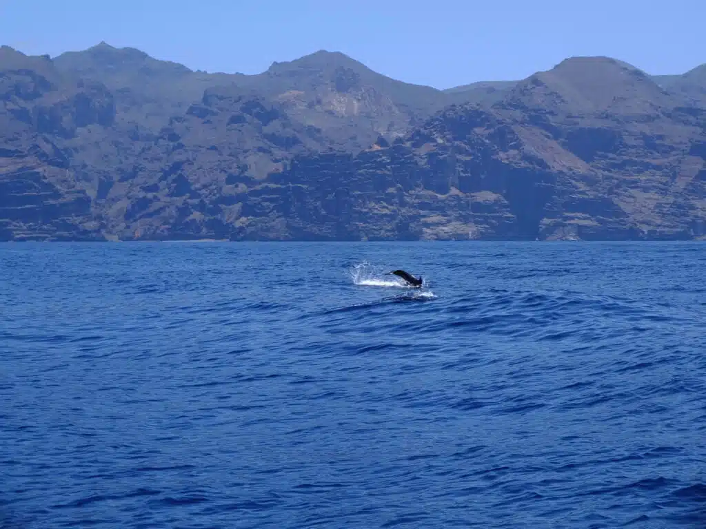 tenerife baleine los gigantes