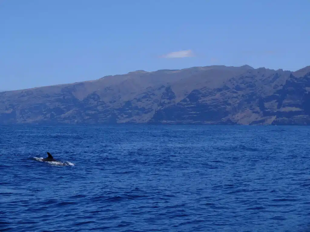 tenerife baleine los gigantes