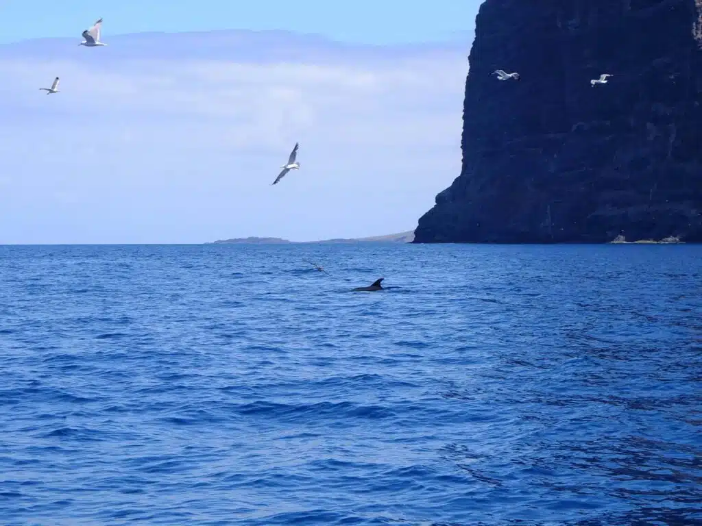 los gigantes tenerife baleine