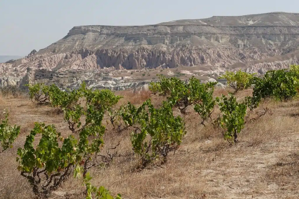 vignoble cappadoce