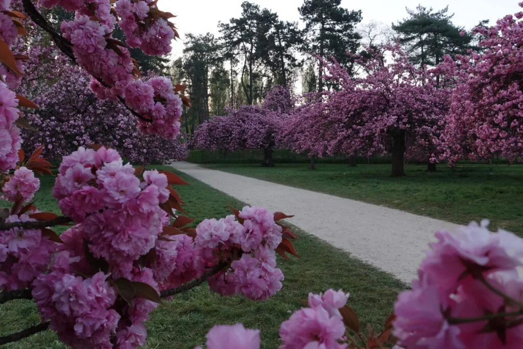cerisiers parc de sceaux