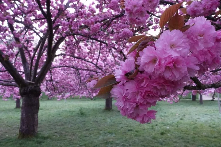 parc de sceaux