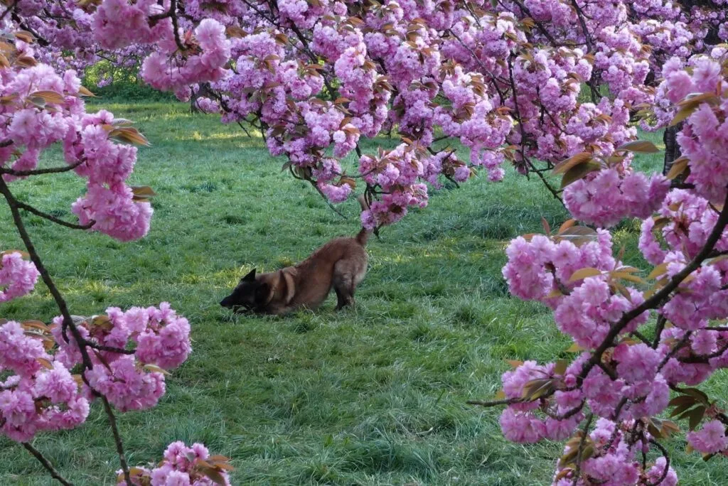 chien parc cerisiers