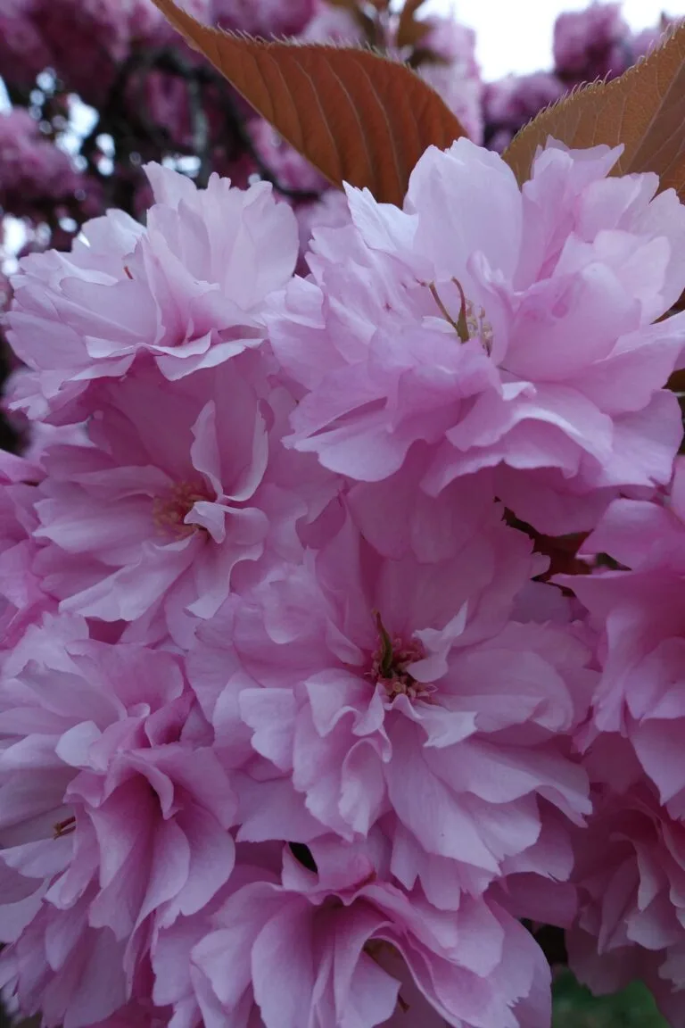 fleurs de cerisiers