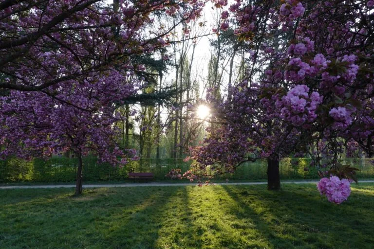 parc de sceaux matin