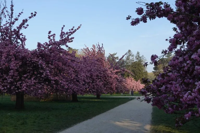 parc de sceaux matin