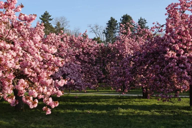 parc de sceaux printemps