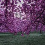 parc de sceaux cerisiers