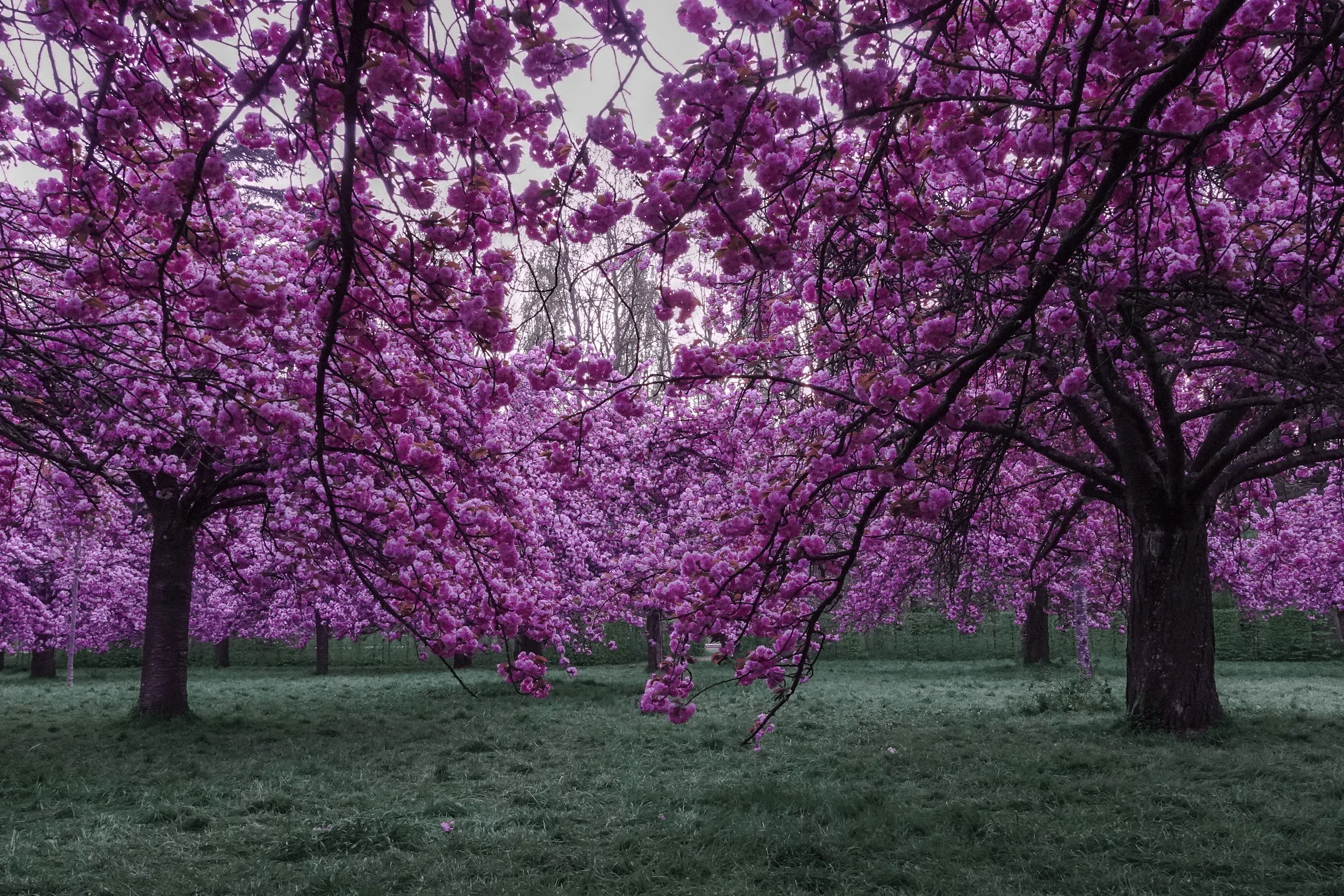 Cerisiers du parc de Sceaux : le Hanami à Paris