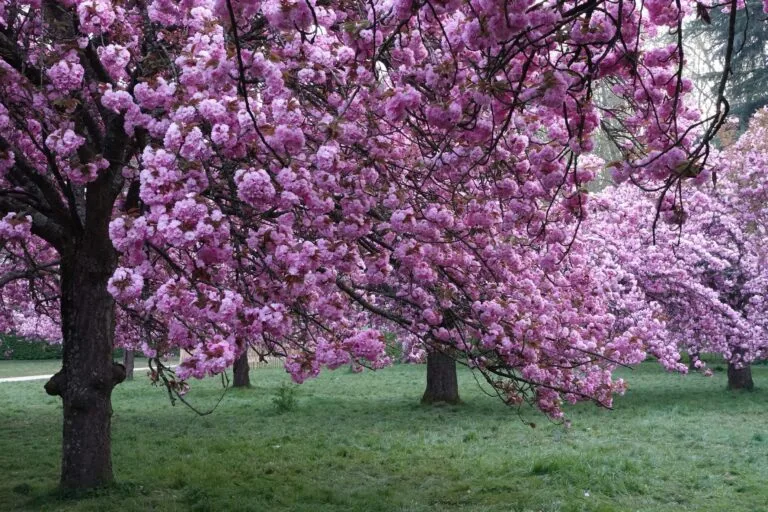 parc de sceaux printemps