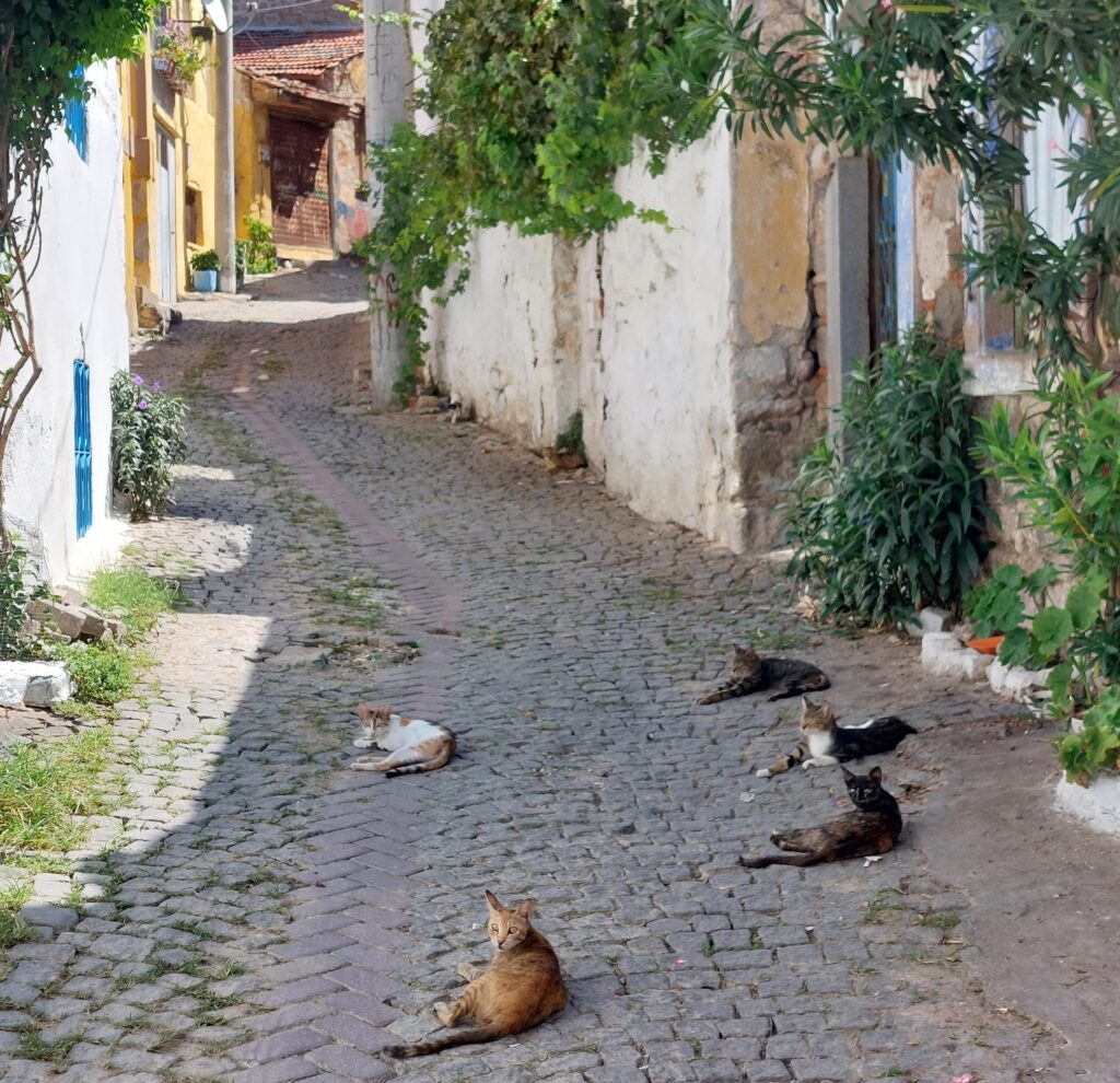 chats bergama
